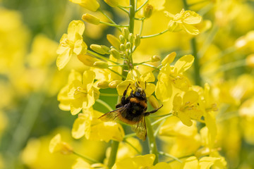 Bumblebee on yellow blooming rape plant on a field