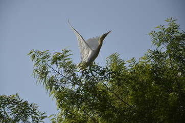 white heron