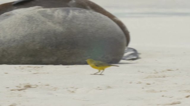 Yellow warbler Walks near Galapagos Sea Lion 
