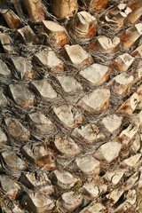Tree texture