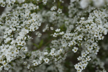 white flowers  in spring
