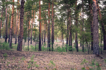 Spring Morning in the Pinewood Looking Uphill With Lots of Vertical Tree Trunks and Sunny Highlights. Organic Background.