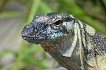 lizard close up goanna blue scales lace monitor Komodo dragon