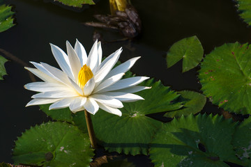 White lotus flowers in the pond