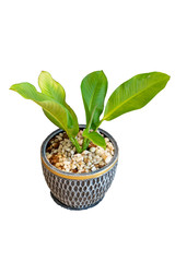 green plant on the white background isolated