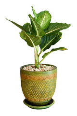 green plant on the white background isolated