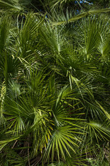 Fresh green palmtree leaves background