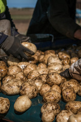 Potatoes being sorted at farm