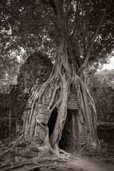 Overgrown Ta Som Temple, Angkor, Siem Reap, Cambodia