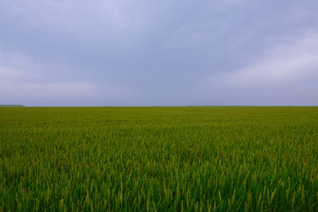 Stunning Rice fields