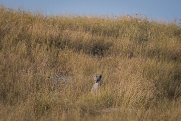 Bengal fox or indian fox or Vulpes bengalensis playing at ranthambore national park, rajasthan, india