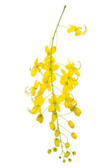 Cassia Flower isolated on white background.