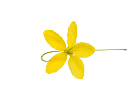 Cassia Flower top view  isolated on white background.