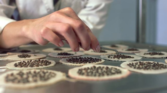 Scientist putting seeds to special surfaces for further germination