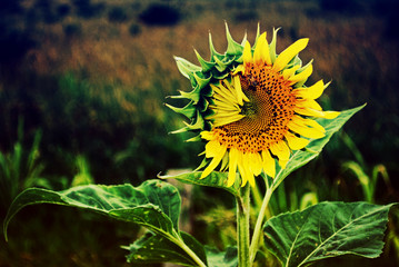 sunflower and bee