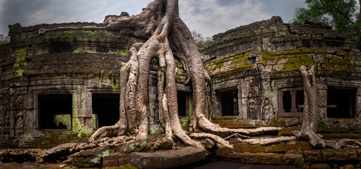 Fototapeta premium Overgrown Ta Prohm Temple, Angkor, Siem Reap, Cambodia