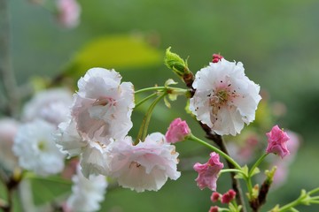 Gorgeous Matsuyuki cherry blossoms (Shogetsu) blooms on Hsinchu Mountain, Taiwan