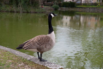 A wild goose at the water's edge