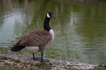 A wild goose at the water's edge