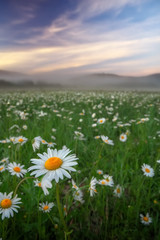 Daisies in the field near the mountains. Meadow with flowers and fog at sunset.