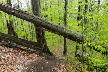 A modified passage on a forest hiking trail