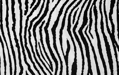Fotobehang dierlijke zebra huid © AlenKadr