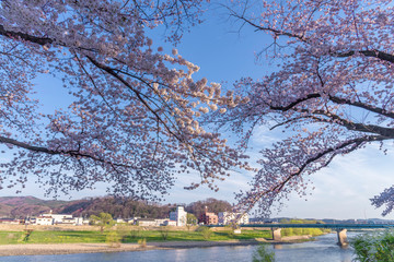 Japanese cherry Blossom (Sakura tree) spring season or hanabi season in japan, outdoor garden background