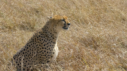 a cheetah sits in masai mara game reserve, kenya