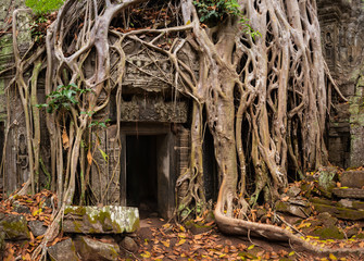 Obraz premium Mystical Overgrown Ta Prohm Temple, Angkor, Cambodia