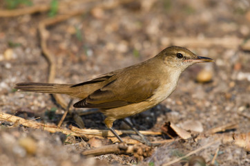 Clamorous reed warbler, Acrocephalus stentoreus at Bhigwan, Pune, Maharashtra, India