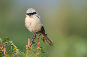 Obraz premium Red backed Shrike, Lanius collurio near Pune Maharashtra, India
