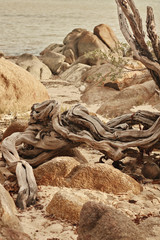 tree root and stones on the baech