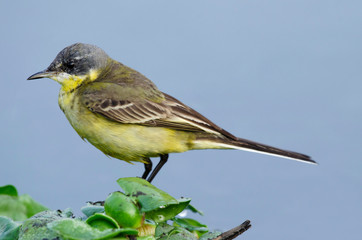Yellow wagtail male, Motacilla flava at waters edge near Pune, Maharashtra, India