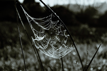 dark web