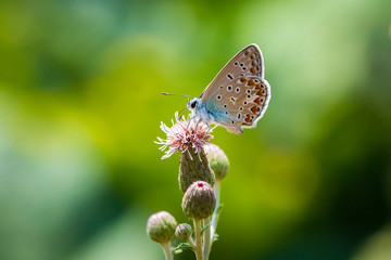 Common Blue butterfly (Polyommatus icarus) pollinating closeup