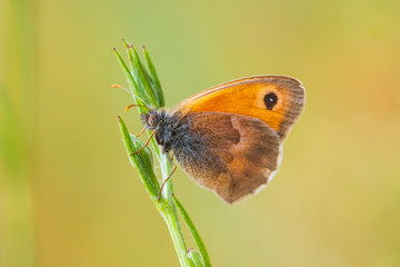 small heath butterfly (Coenonympha pamphilus) resting