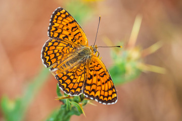 knapweed fritillary, Melitaea phoebe, butterfly resting and pollinating