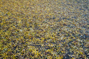 yellow leaves background