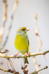 greenfinch male Chloris chloris bird singing