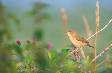 Obraz premium Eurasian reed warbler Acrocephalus scirpaceus bird singing in reeds during sunrise.