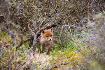 Wild baby red fox cub vulpes vulpes