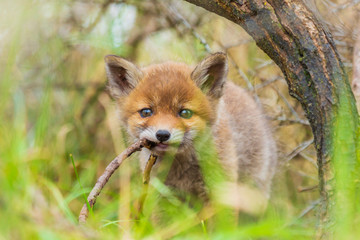 Wild baby red fox cub vulpes vulpes