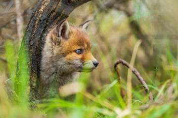 Wild baby red fox cub vulpes vulpes