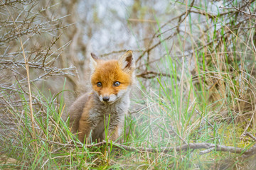 Wild baby red fox cub vulpes vulpes