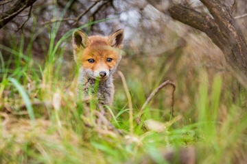 Wild baby red fox cub vulpes vulpes