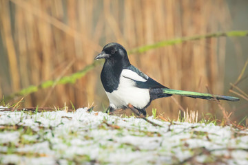 Eurasian magpie or common magpie Pica pic) walking on a meadow in a winter setting with snow