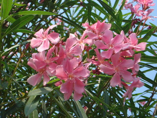 Beautiful Pink Flowers