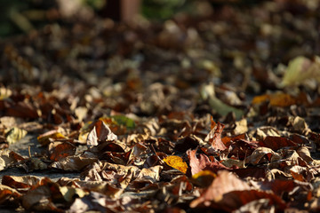 Sunlight and shade on dry leaves
