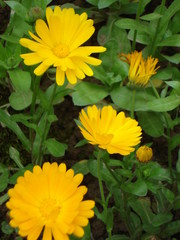 Beautiful Yellow Flowers
