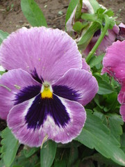 Beautiful Purple Flower